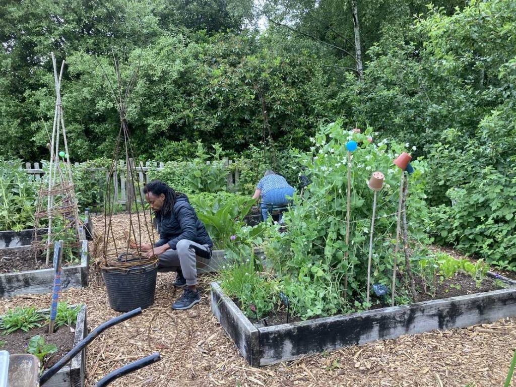 2 people harvesting
